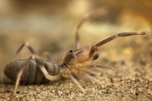 Falang (solpow, camel spider) Falang (solpow, camel spider)